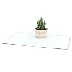 Lovepop Notecards|Just Because|Succulent Notecards (Assorted 4-Pack)